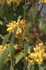 Acacia leiophylla