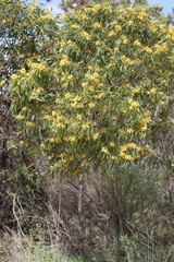 Acacia leiophylla