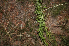 Pterocaulon redolens