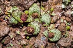 Massonia wittebergensis