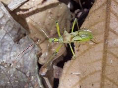 Ploeogaster