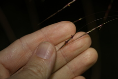 Chrysopogon sylvaticus