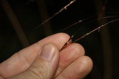 Chrysopogon sylvaticus