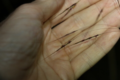 Chrysopogon sylvaticus