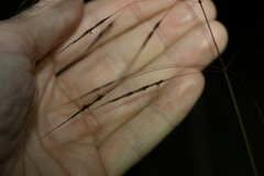 Chrysopogon sylvaticus