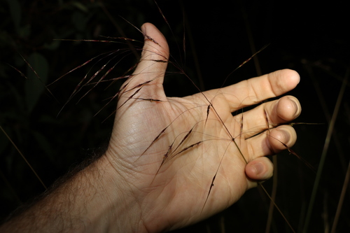 Image of Chrysopogon sylvaticus by (c) Greg Tasney, some rights reserved (CC BY-SA)