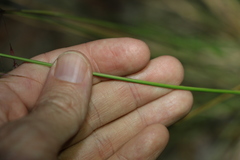 Chrysopogon sylvaticus