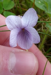 Viola epipsiloides