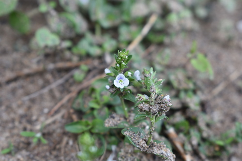 Veronica serpyllifolia iNat (3)