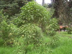 Lippia hirsuta