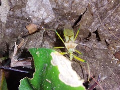Ploeogaster