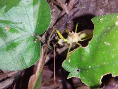 Ploeogaster