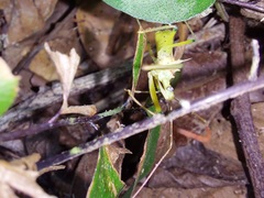 Ploeogaster