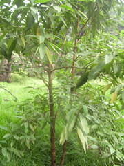 Lippia hirsuta