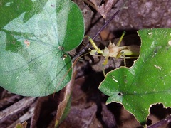 Ploeogaster