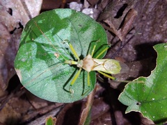Ploeogaster