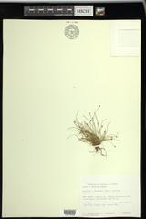 Eleocharis intermedia