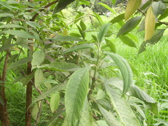 Lippia hirsuta