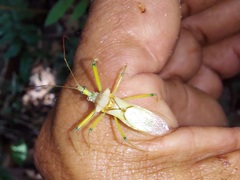 Ploeogaster