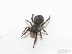 Jollas leucoproctus