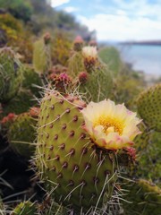 Opuntia comonduensis