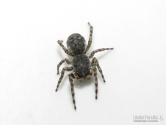 Jollas leucoproctus