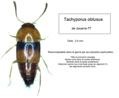 Tachyporus obtusus