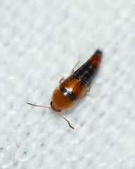 Tachyporus formosus