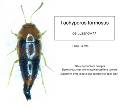 Tachyporus formosus