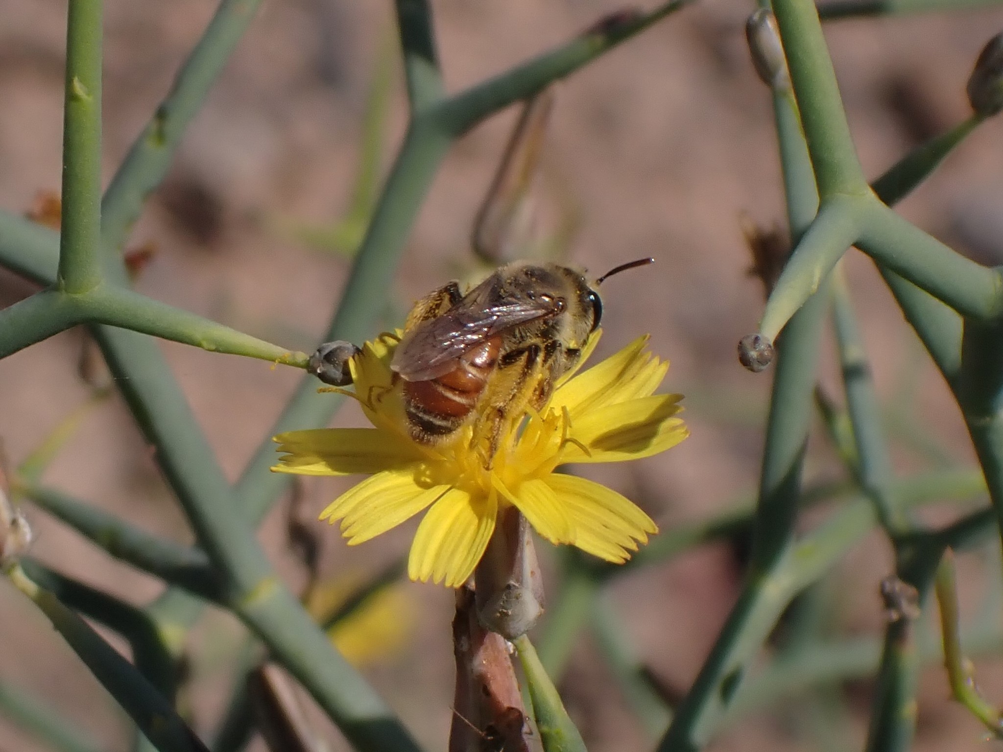 Andrena isis
