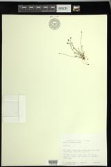 Eleocharis intermedia