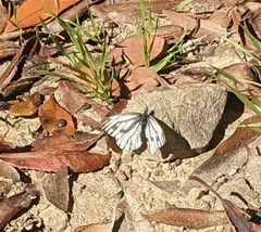 Pieris marginalis venosa
