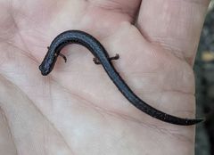 Batrachoseps incognitus