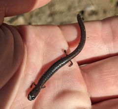 Batrachoseps incognitus