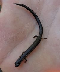 Batrachoseps incognitus