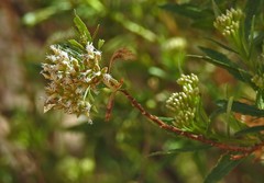 Tessaria dodonaeifolia
