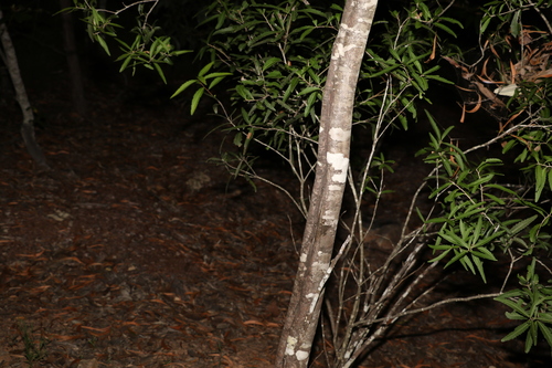 Image of Denhamia pittosporoides by (c) Greg Tasney, some rights reserved (CC BY-SA)