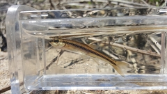 Notropis heterolepis