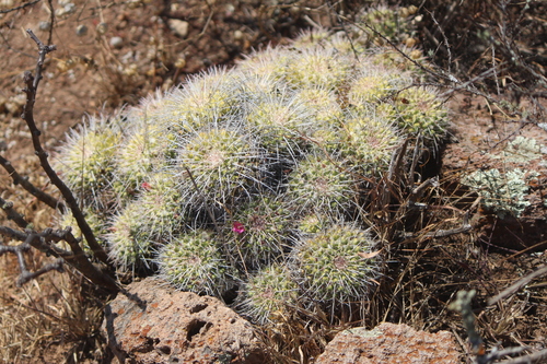Mammillaria compressa