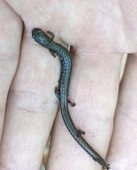 Batrachoseps incognitus