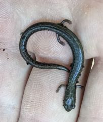 Batrachoseps incognitus