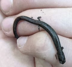 Batrachoseps incognitus