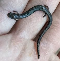 Batrachoseps incognitus