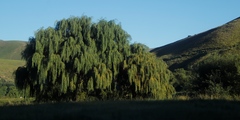 Salix babylonica babylonica