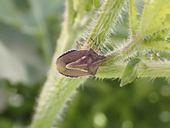 Eudolycoris alluaudi