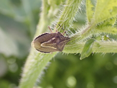 Eudolycoris alluaudi