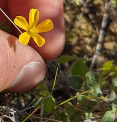 Oxalis pilosa