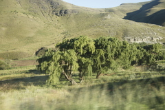 Salix babylonica babylonica
