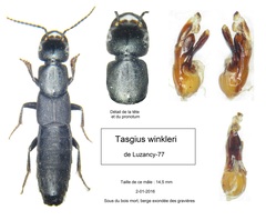 Tasgius winkleri