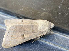 Cissusa indiscreta